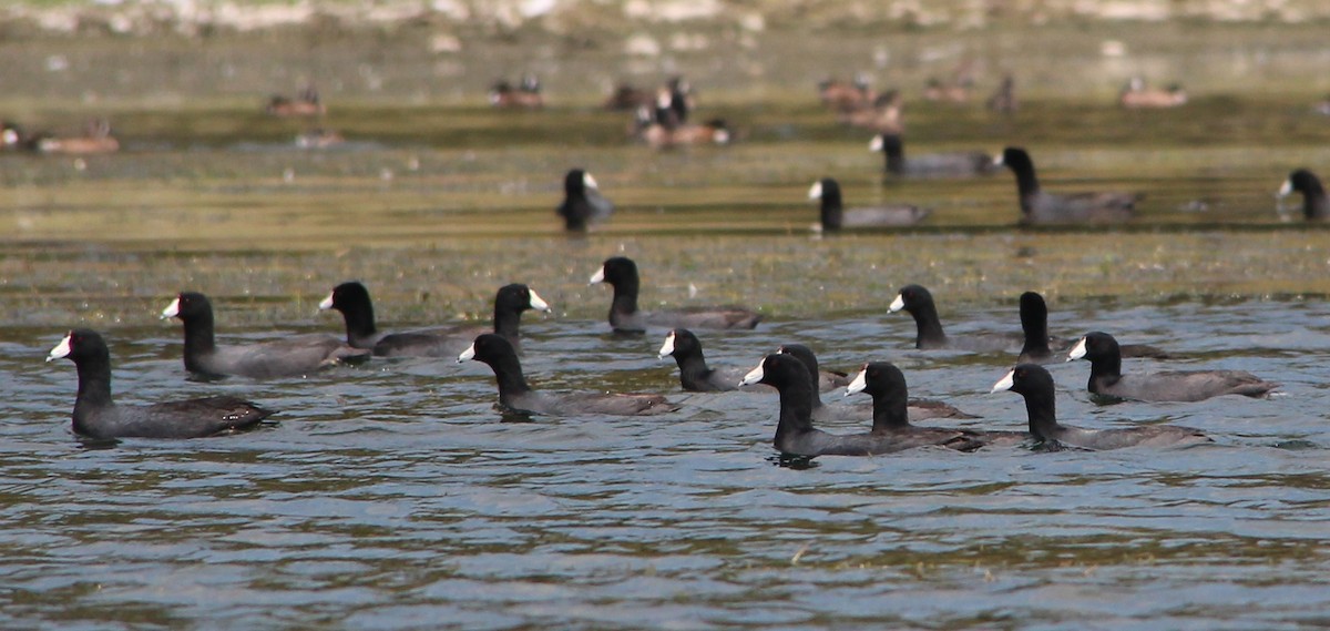 American Coot - ML49034101