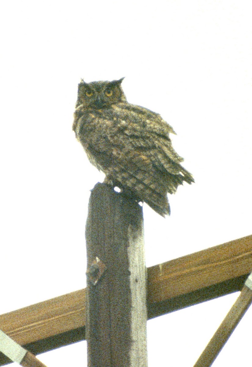 Great Horned Owl - ML490341631