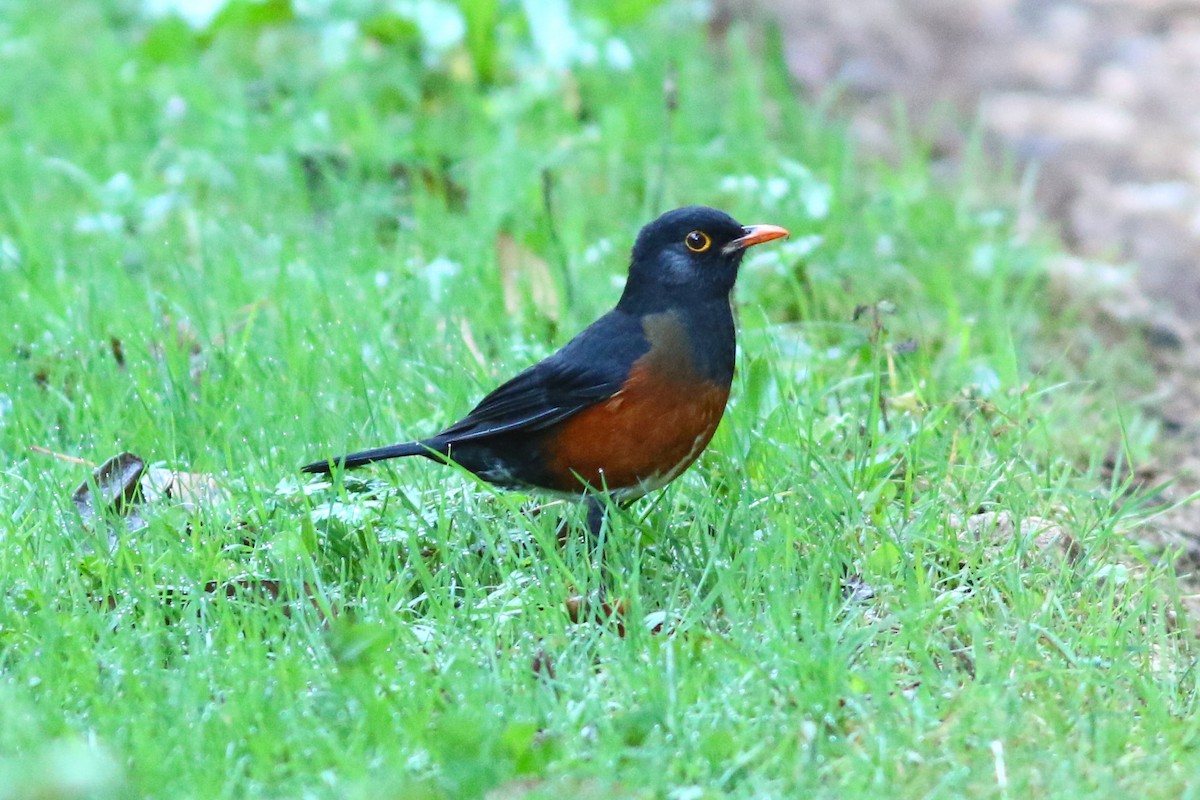 La Selle Thrush - John C Sullivan