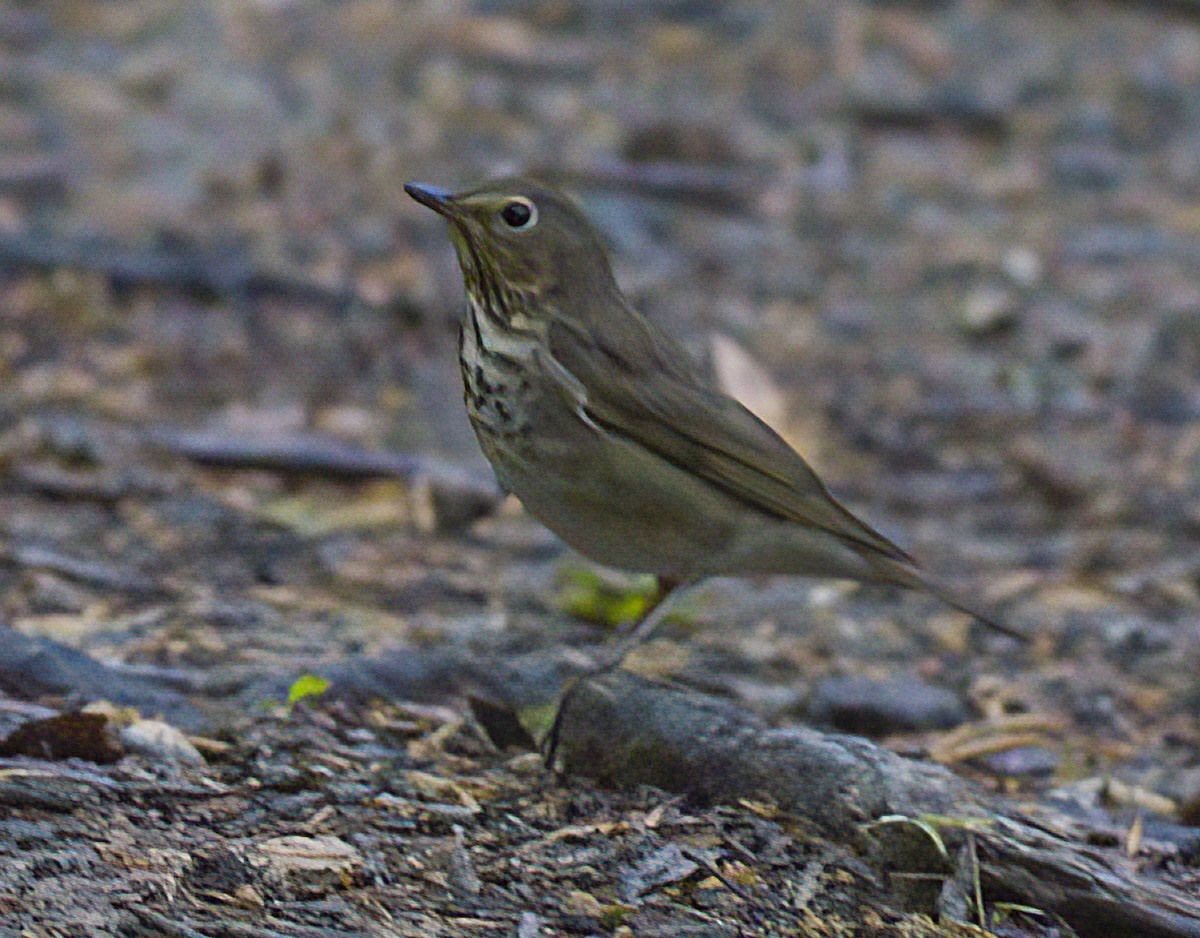 Swainson's Thrush - ML490342821