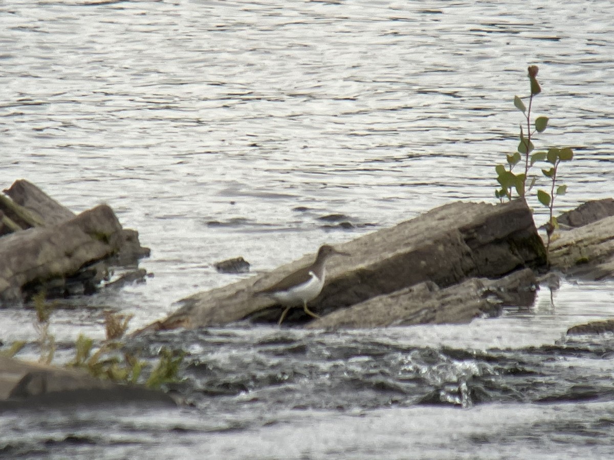 Spotted Sandpiper - ML490343271