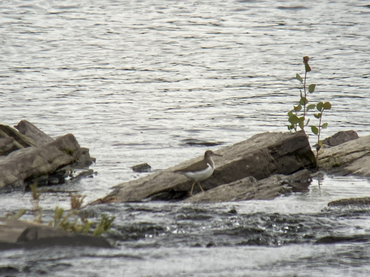 Spotted Sandpiper - ML490343281
