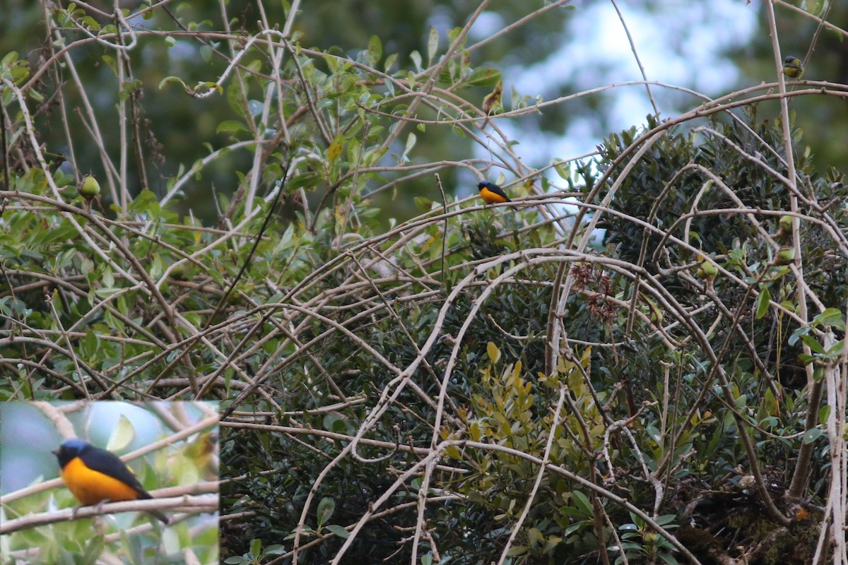 Hispaniolan Euphonia - John C Sullivan