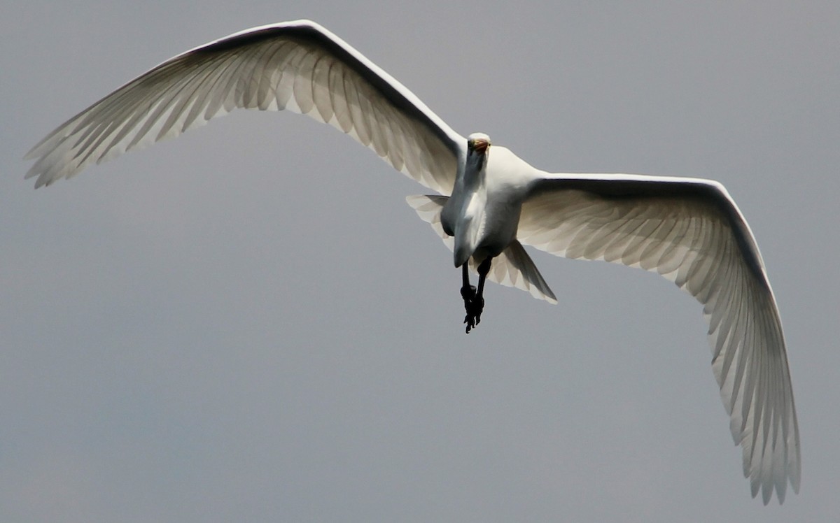 Great Egret - ML49034411