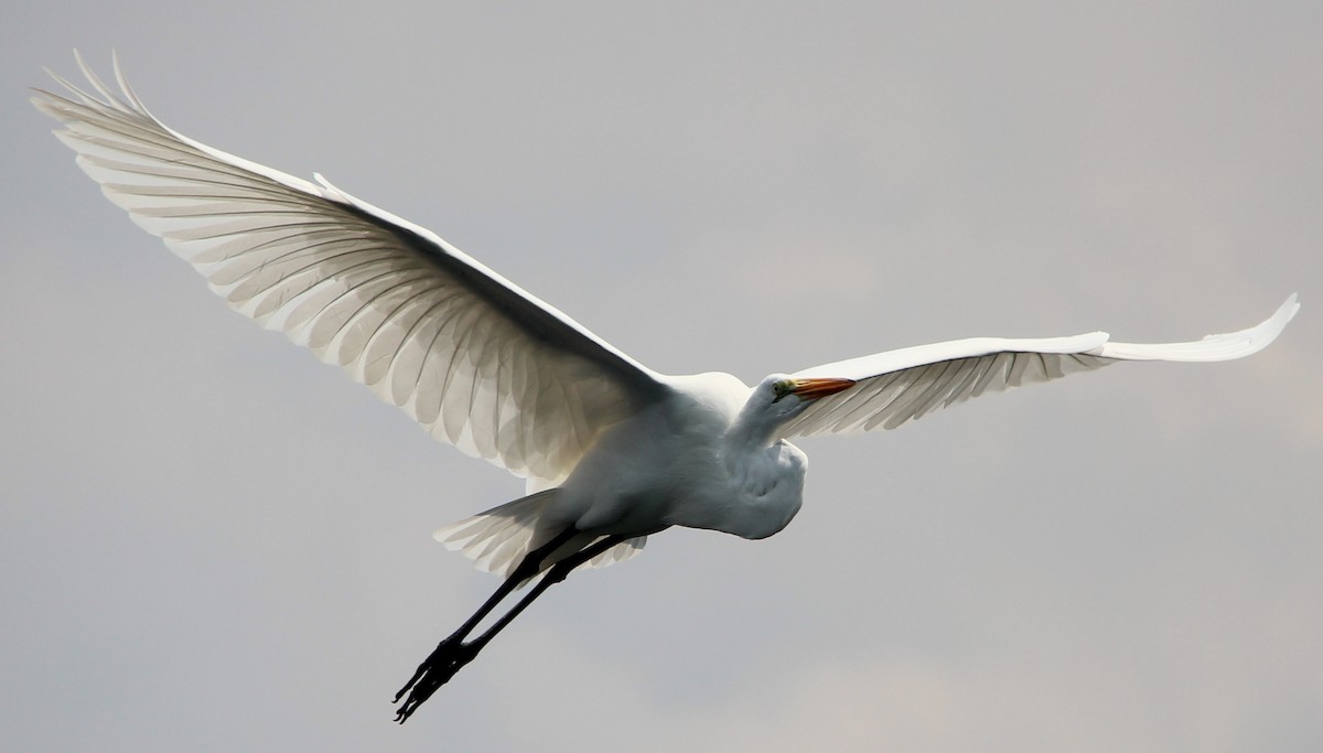 Great Egret - Nestor Herrera