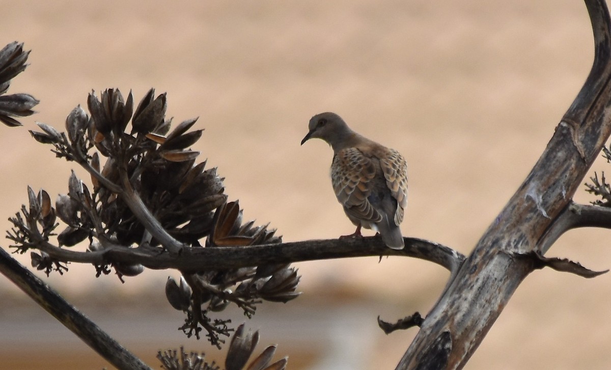 European Turtle-Dove - ML490346701