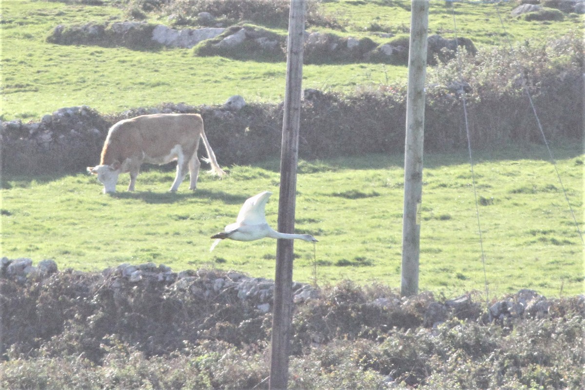 Гангар хун - ML490347021