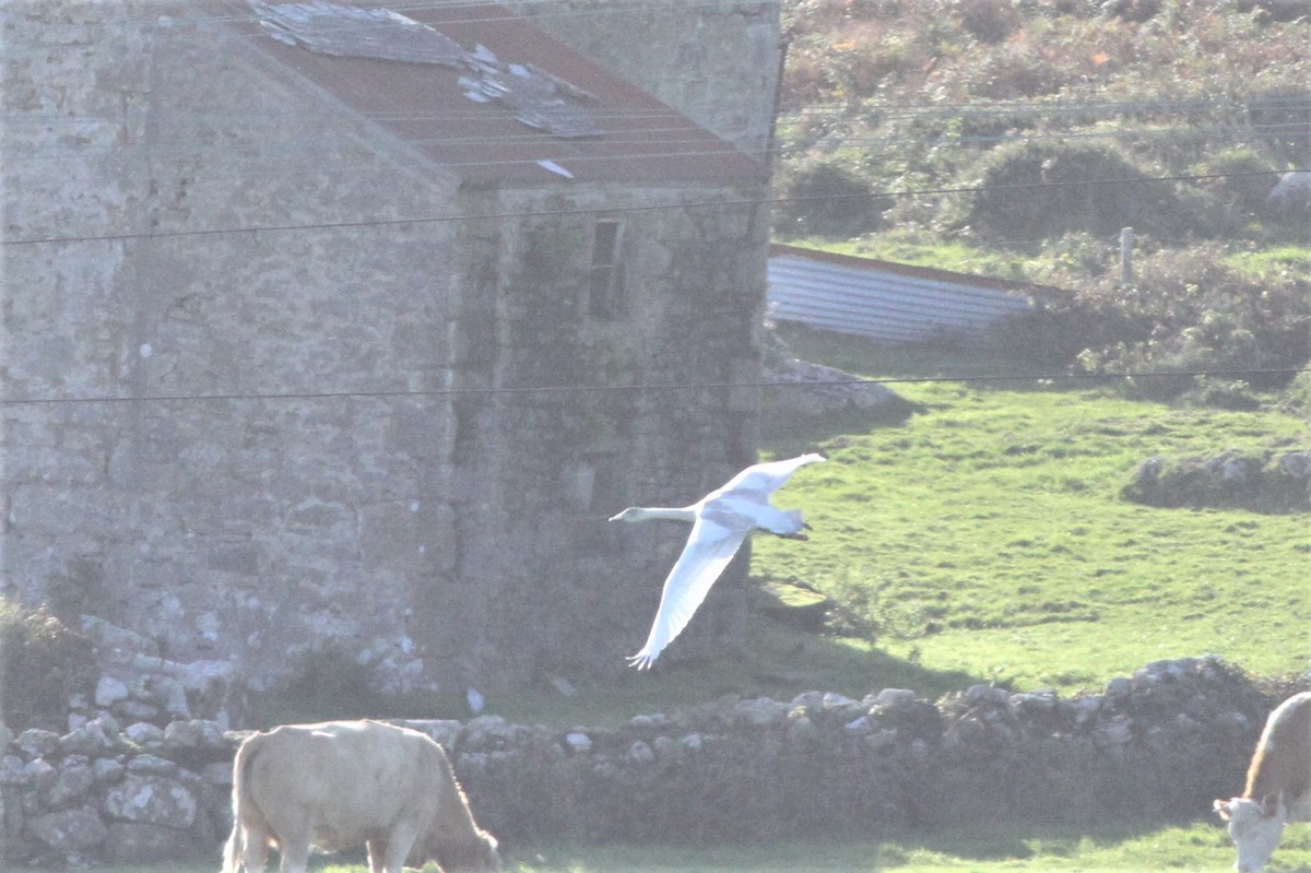 Гангар хун - ML490347031