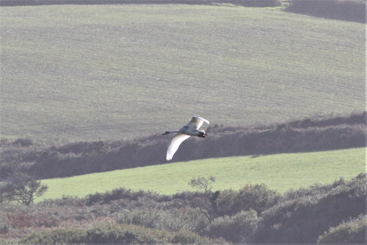 Гангар хун - ML490347041