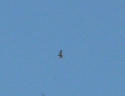 Red-shouldered Hawk (lineatus Group) - ML490347381