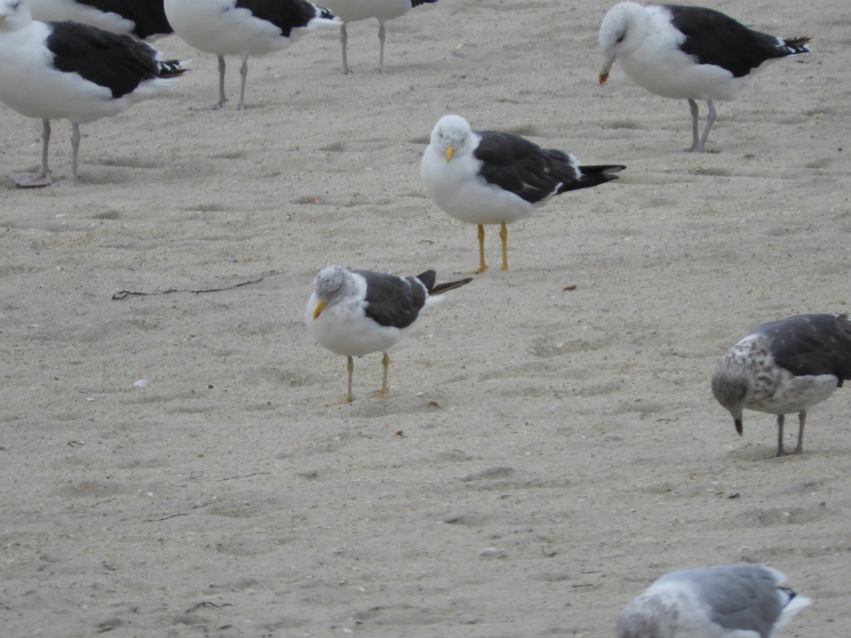 Lesser Black-backed Gull - ML490349671