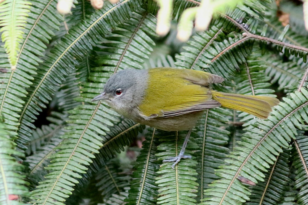 Green-tailed Warbler - John C Sullivan