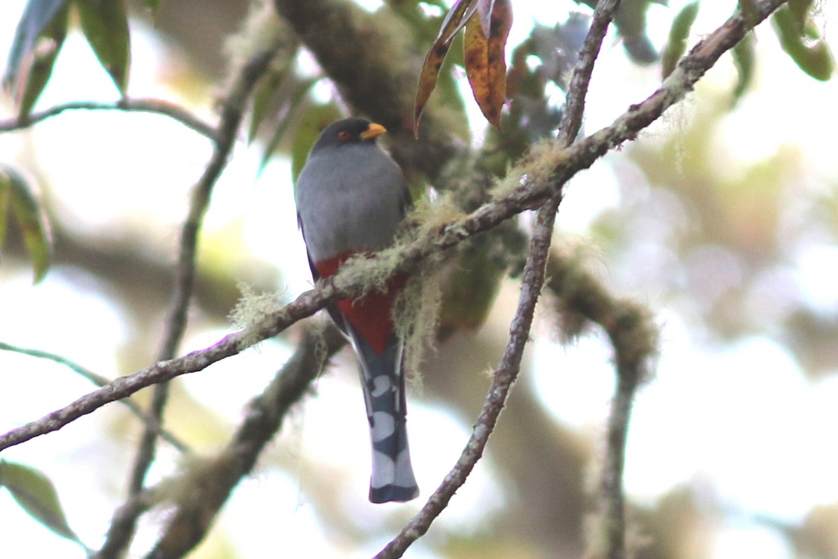 trogon hispaniolský - ML49035041