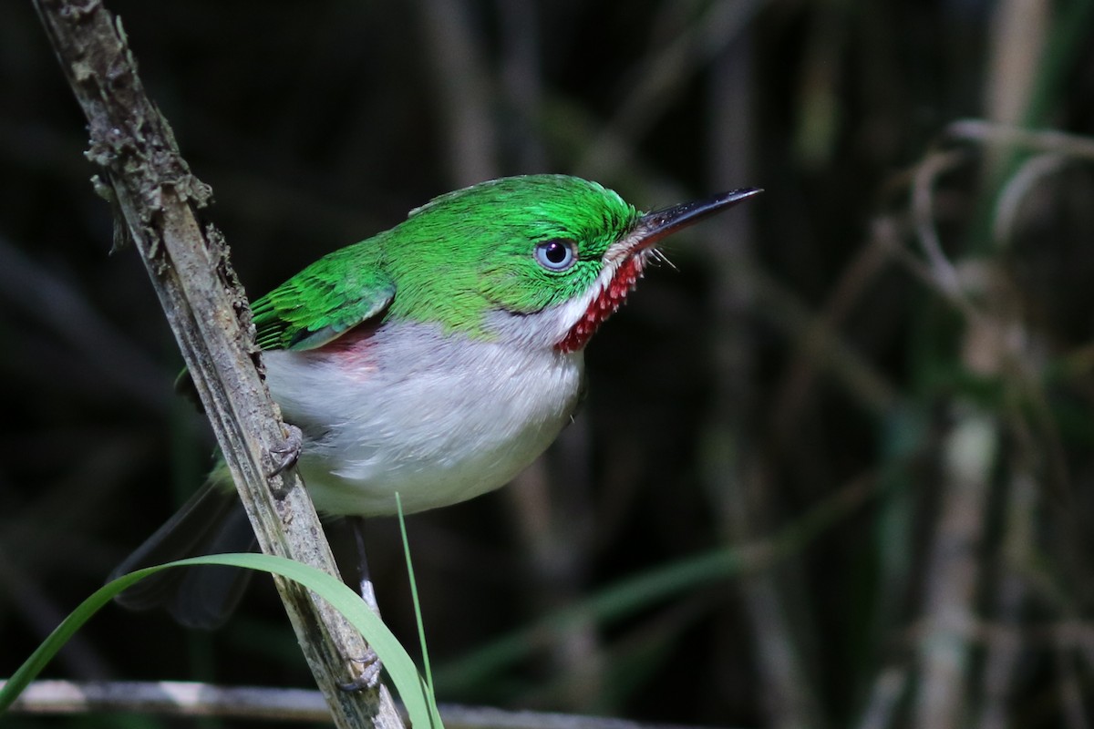 Narrow-billed Tody - ML49035171