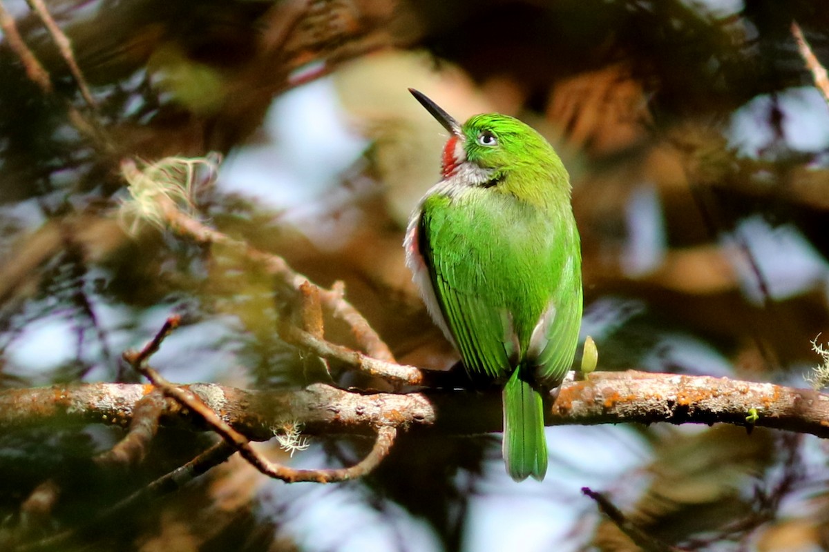 Narrow-billed Tody - ML49035181