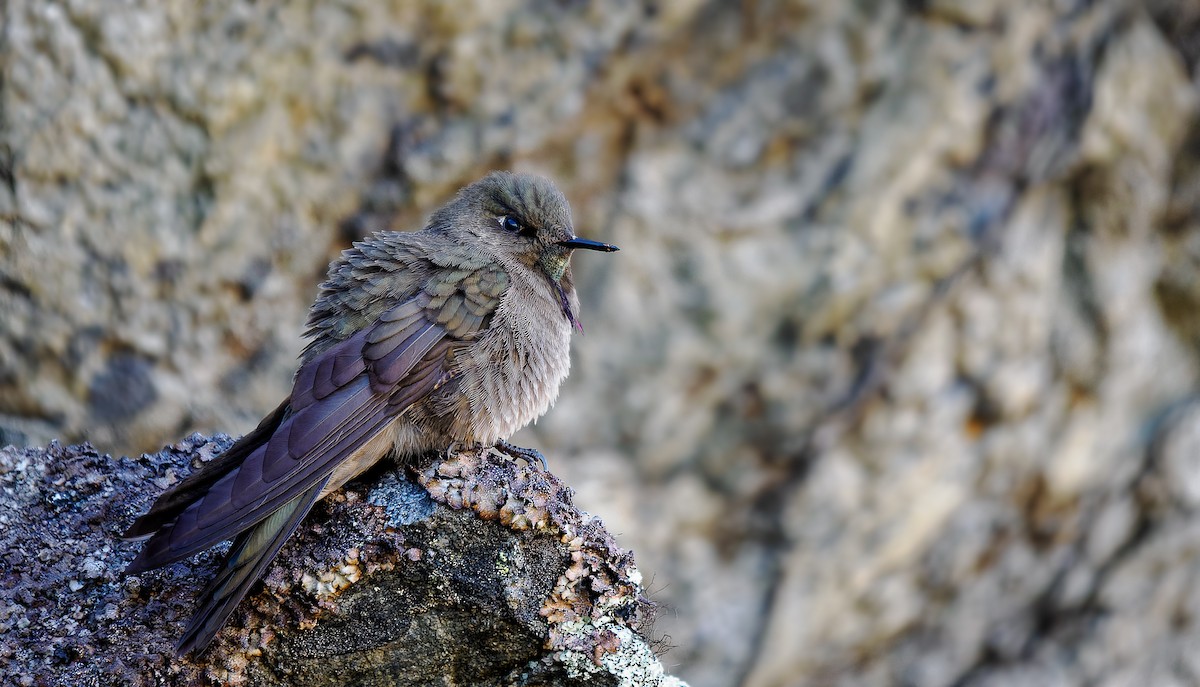 Olivaceous Thornbill - ML490352171