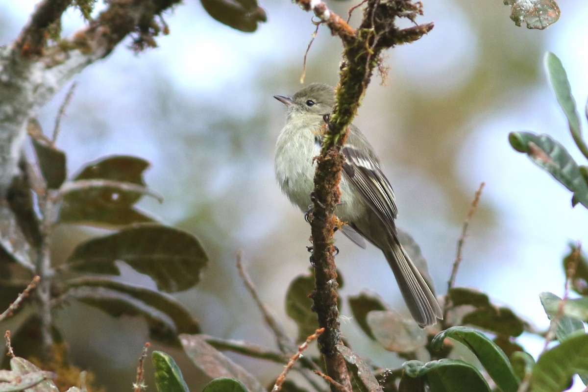 Greater Antillean Elaenia - John C Sullivan