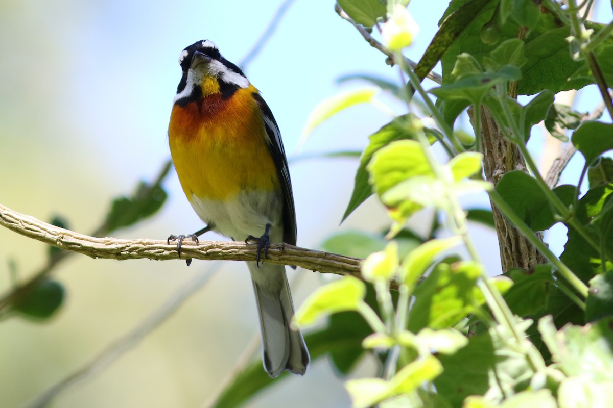 Hispaniolan Spindalis - John C Sullivan