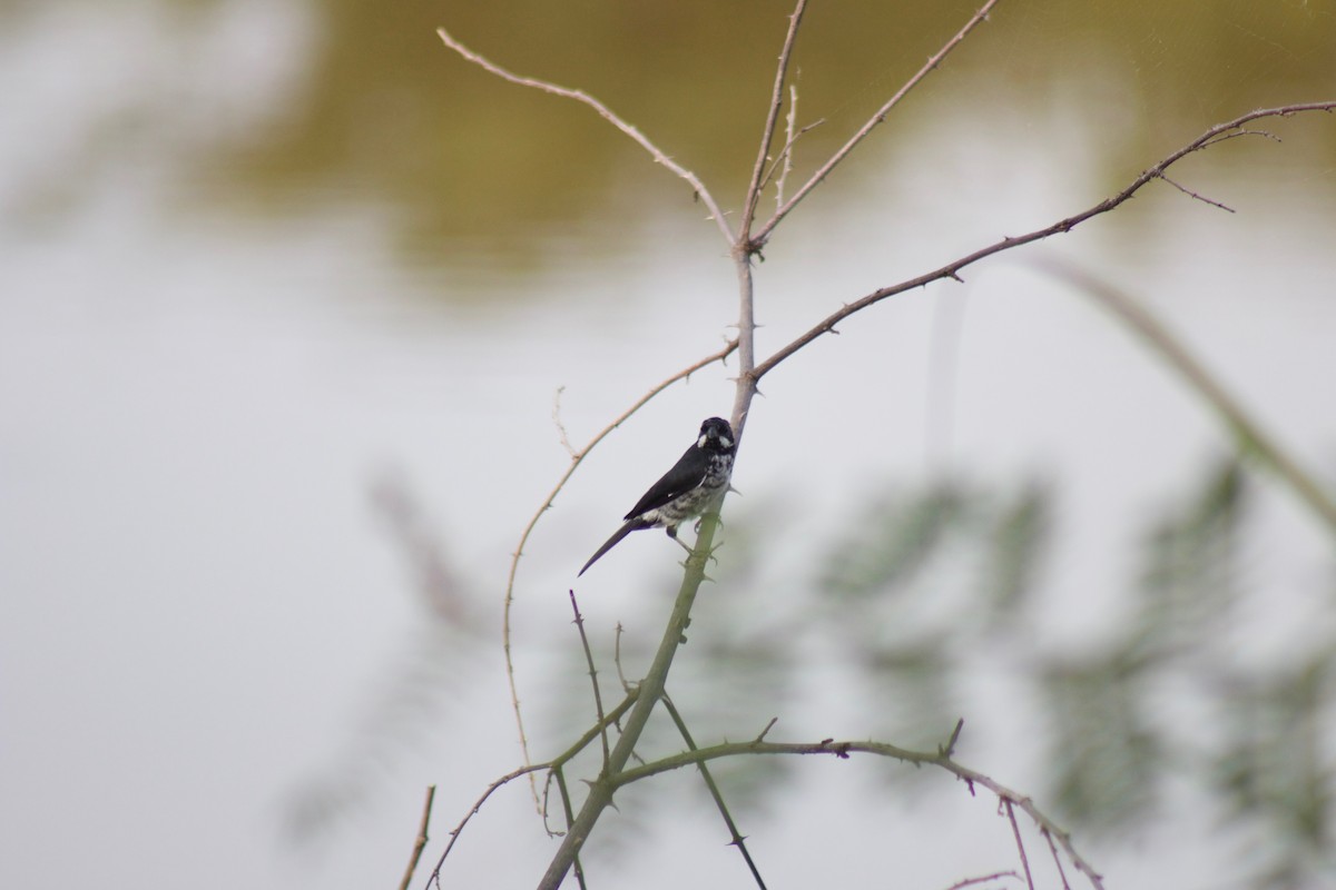 Lesson's Seedeater - ML490353341
