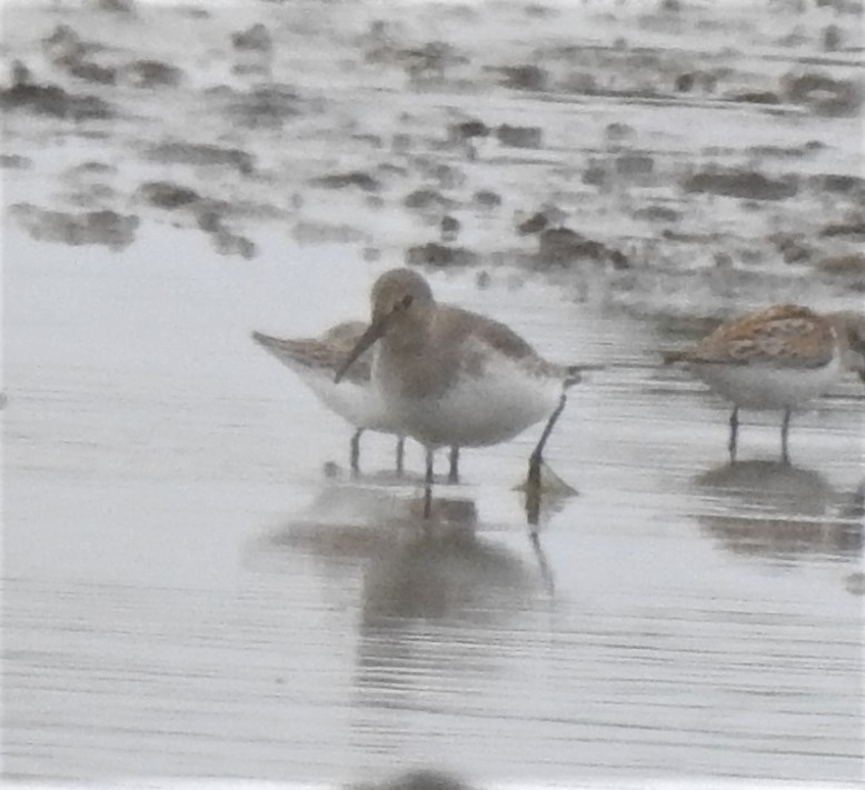 Dunlin - ML490353541