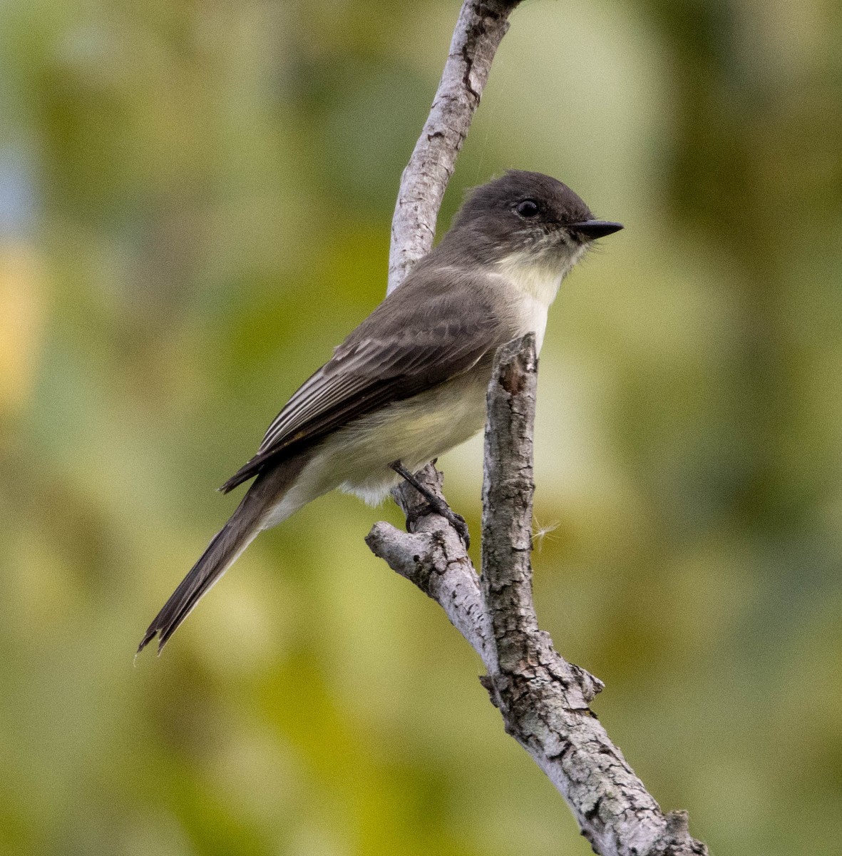 Eastern Phoebe - ML490354191