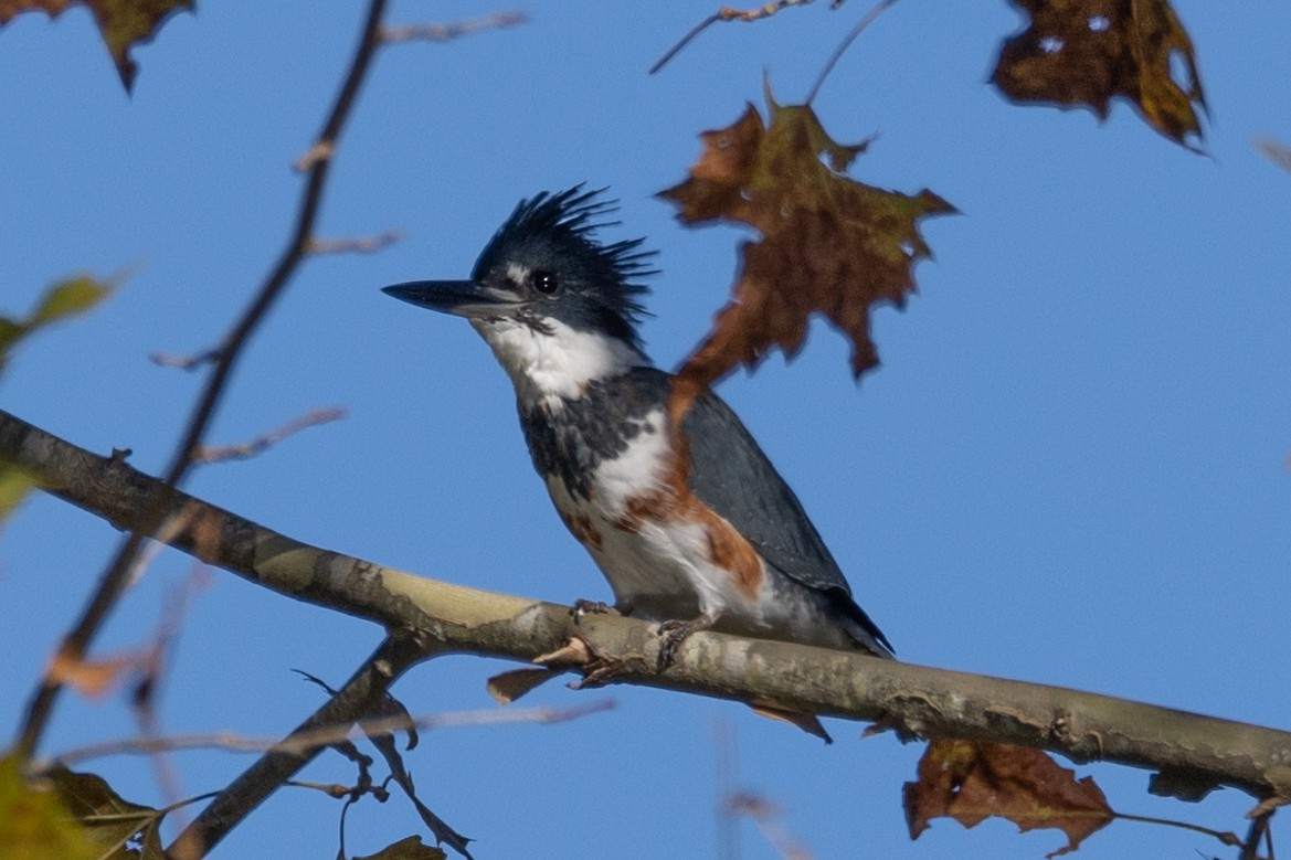 Belted Kingfisher - ML490354391