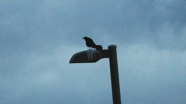 Great-tailed Grackle - ML490355131