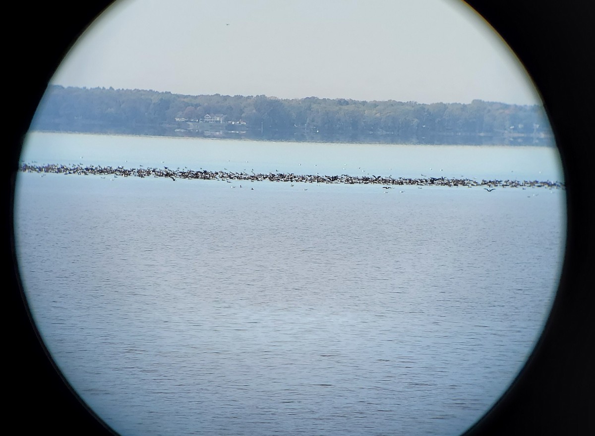 Double-crested Cormorant - ML490355421