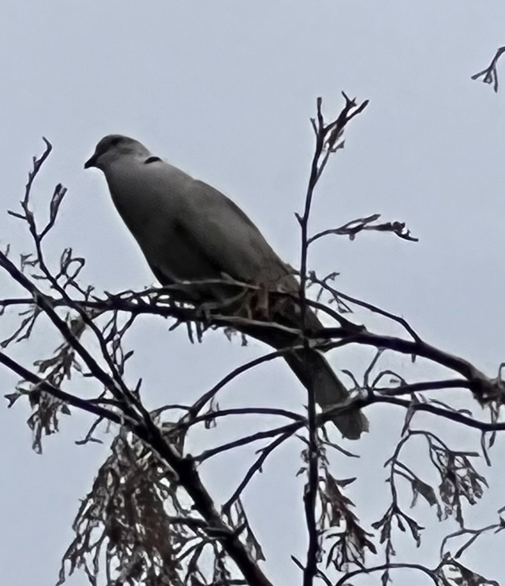 Буулгат хүүрзгэнэ - ML490355441