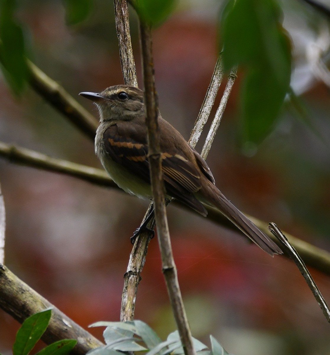 Fuscous Flycatcher - ML490355611