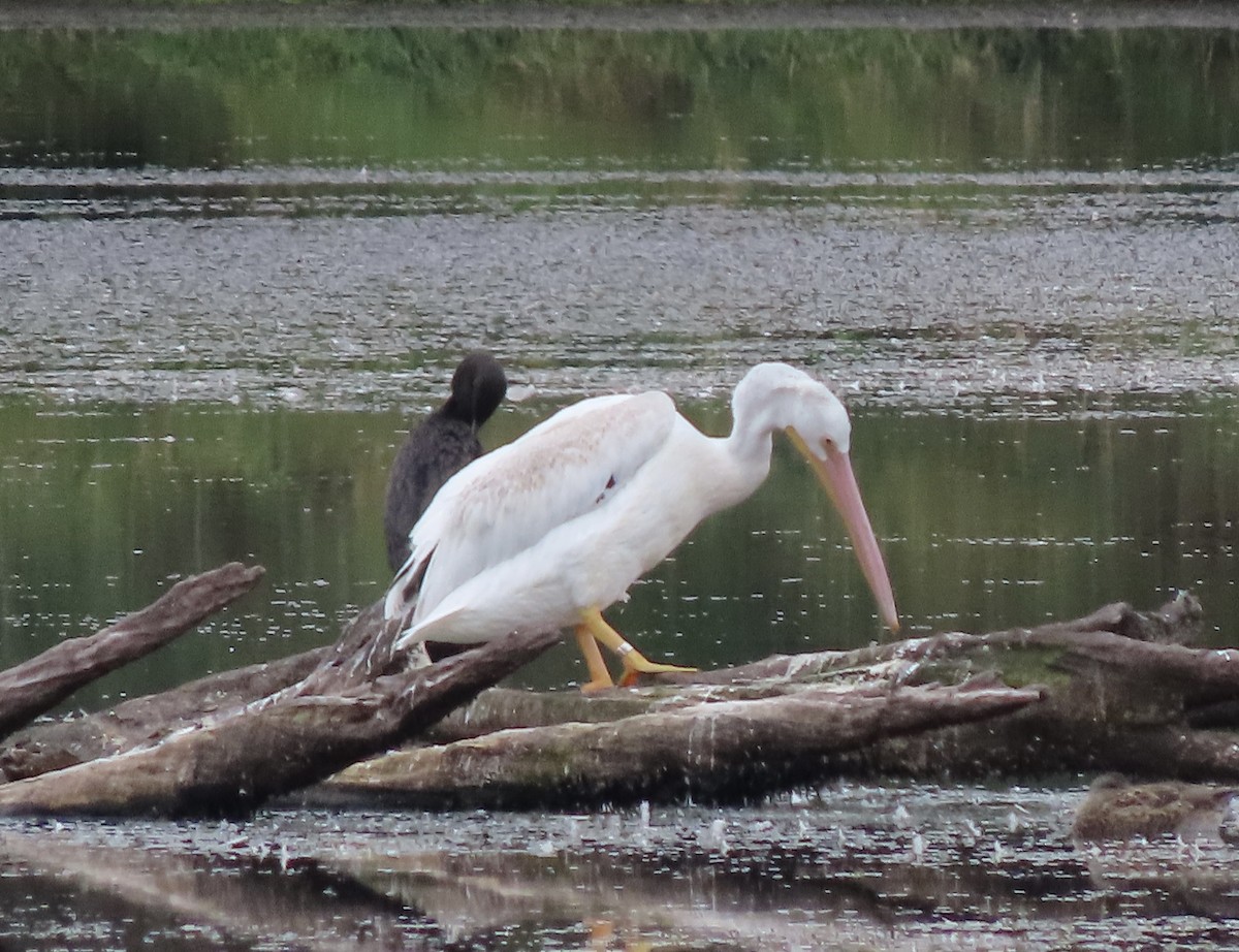 American White Pelican - ML490355961