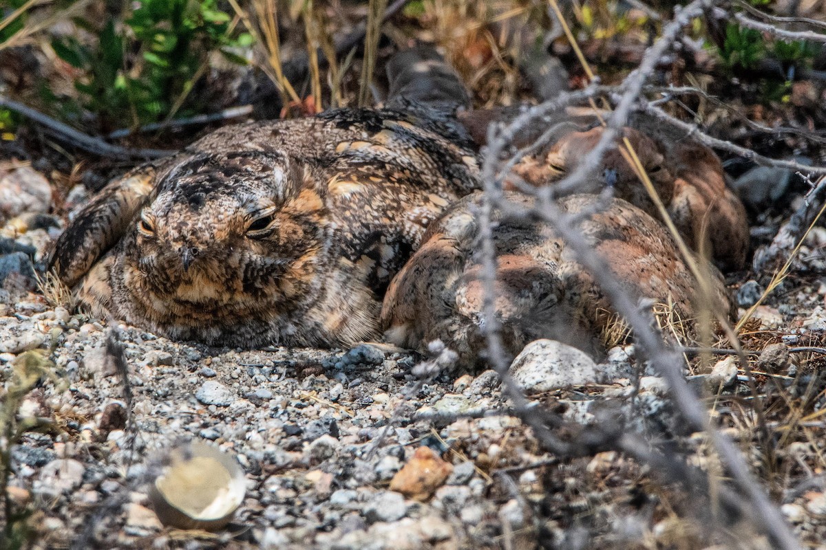 Lesser Nighthawk - ML490356381