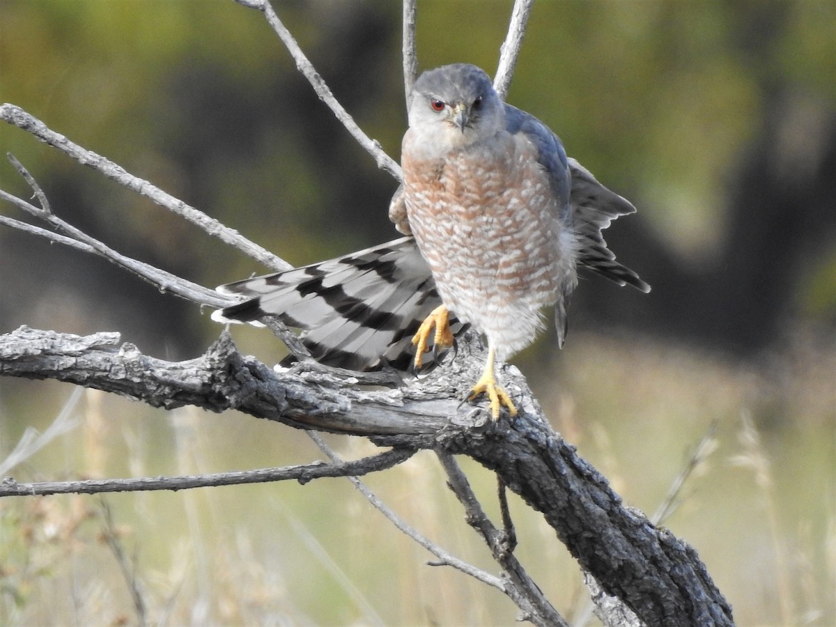 Cooper's Hawk - ML490356391