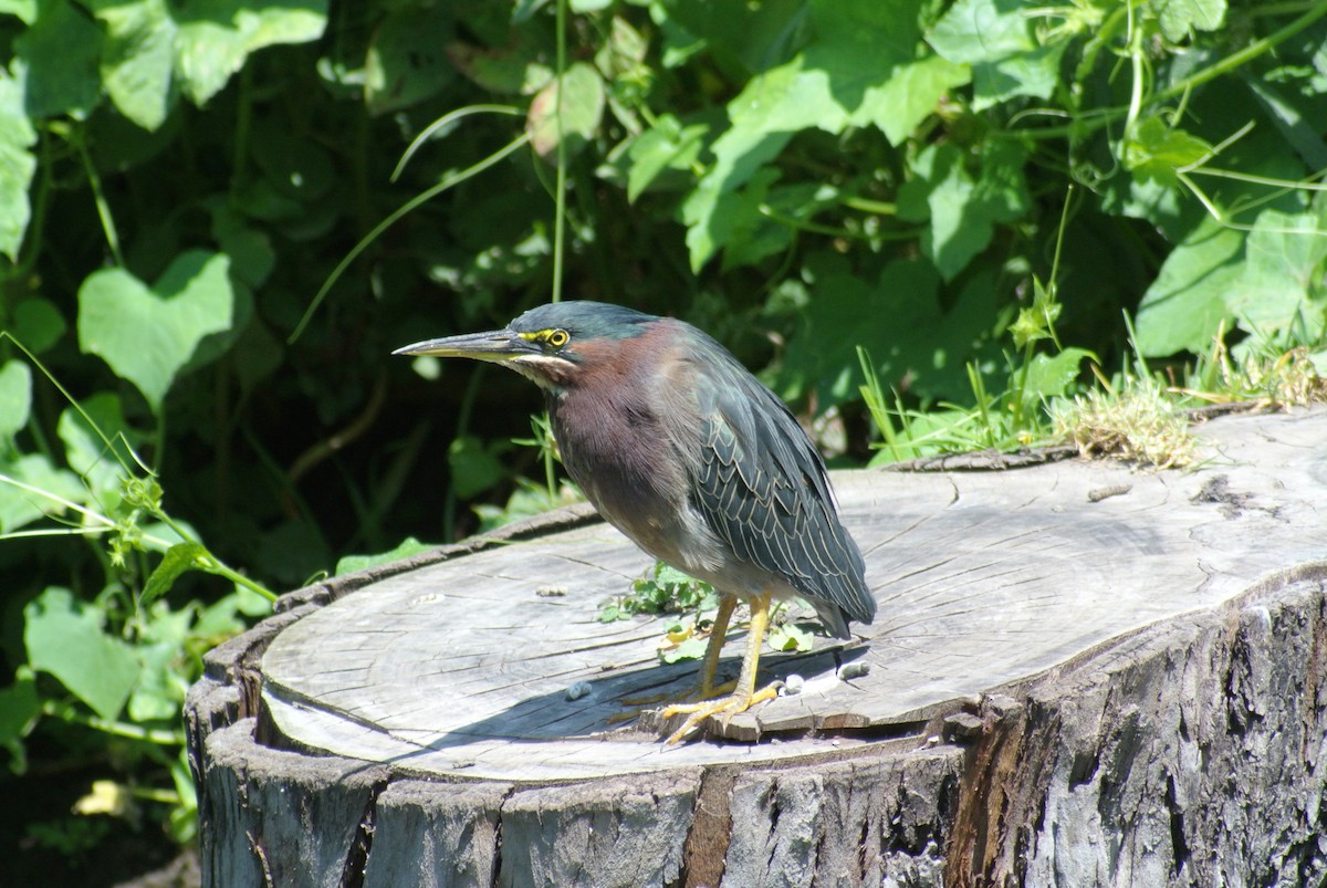 Green Heron - ML490356421