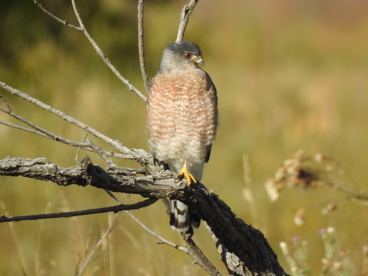 Cooper's Hawk - ML490356431
