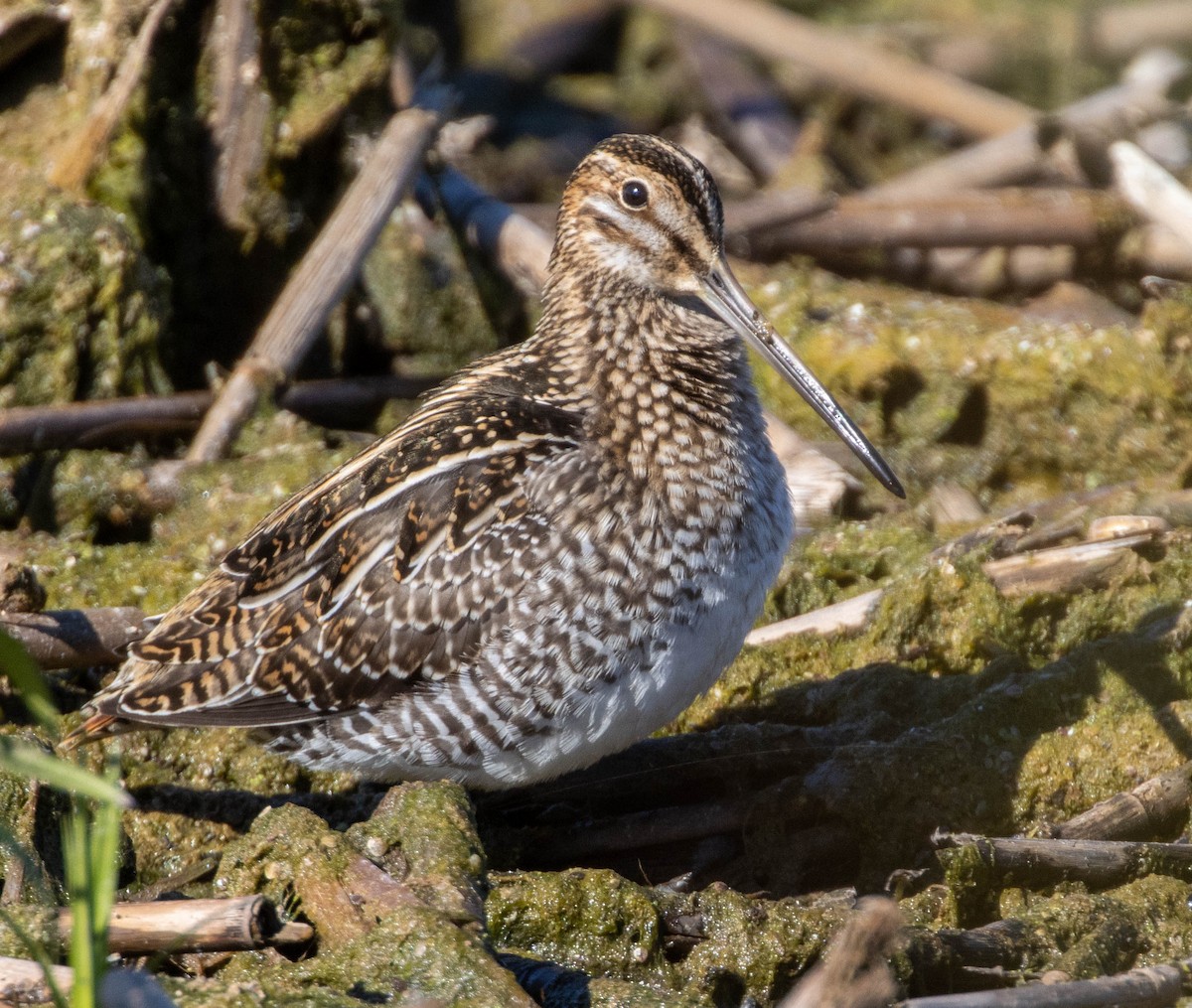 Wilson's Snipe - ML490356771