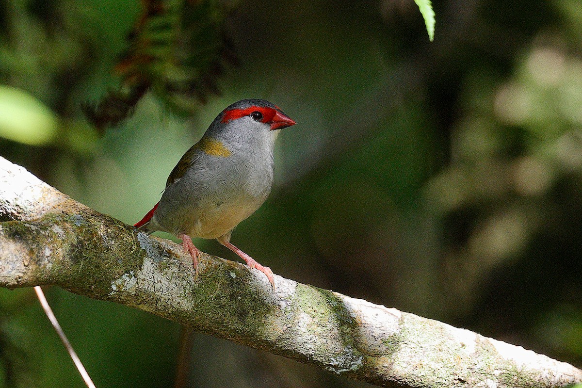 Red-browed Firetail - ML490357691