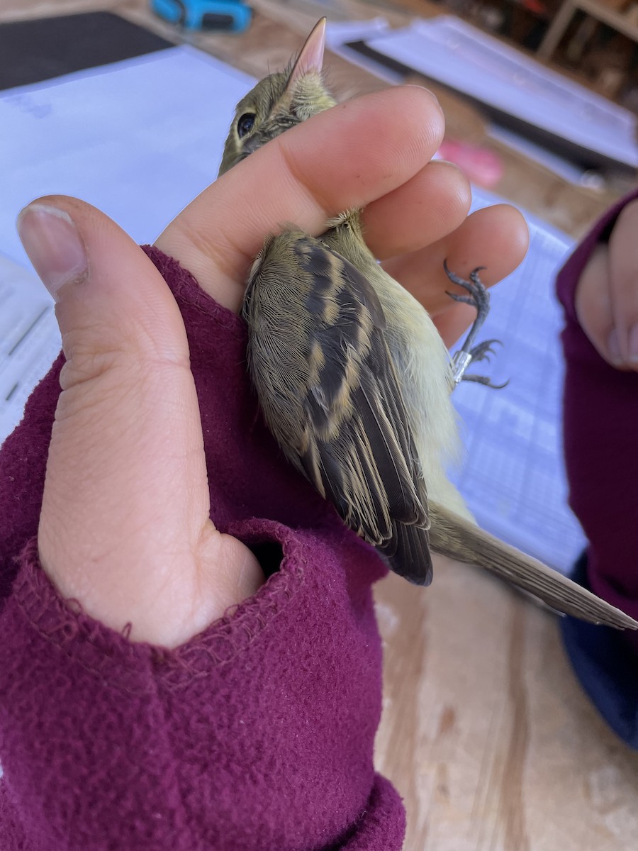 Western Flycatcher - ML490357771