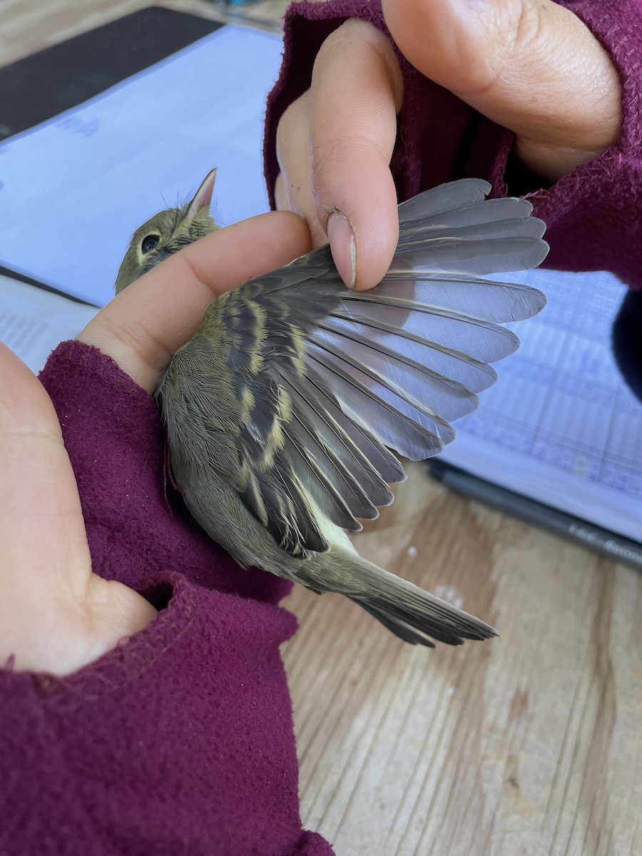 Western Flycatcher - ML490357791