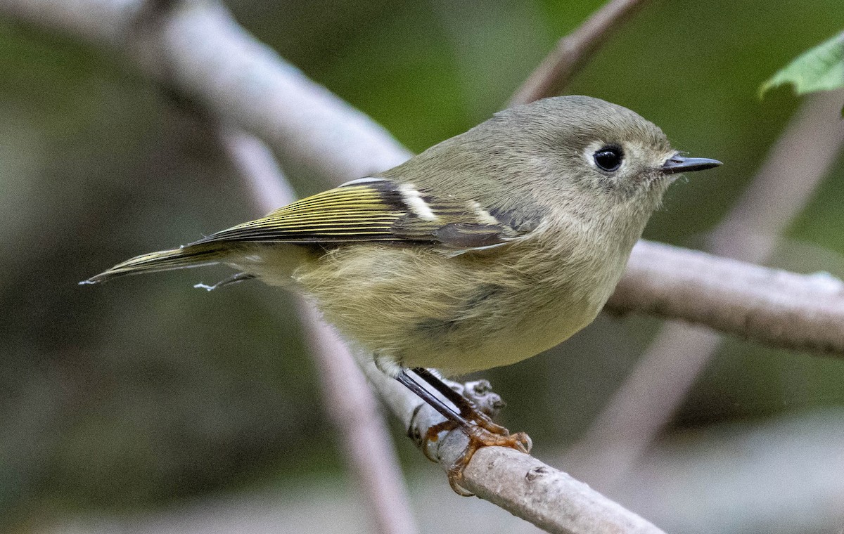 Ruby-crowned Kinglet - ML490358091