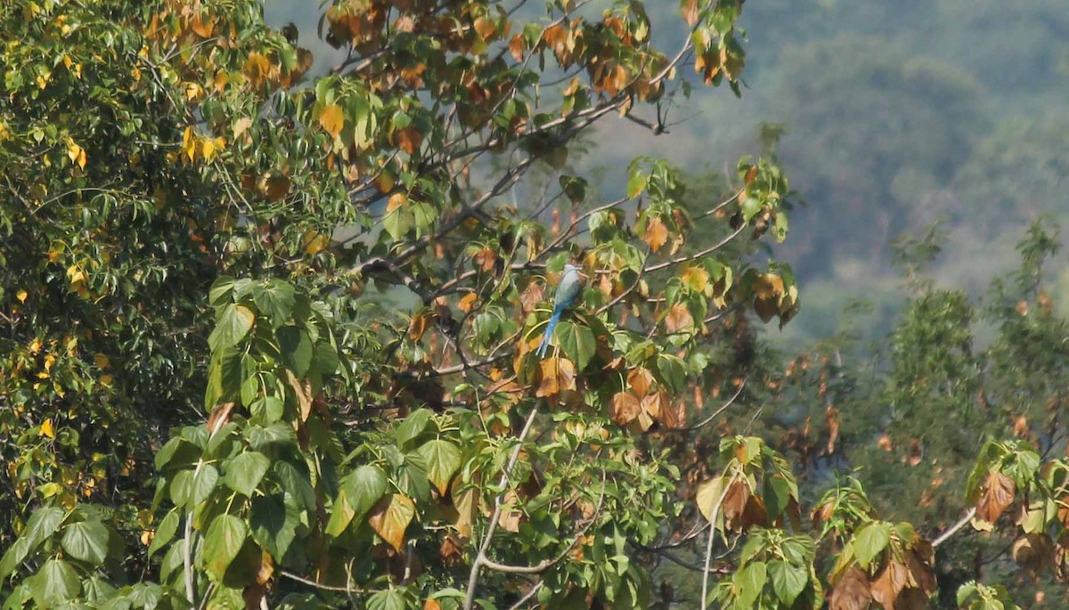 Malabar Parakeet - ML49035821