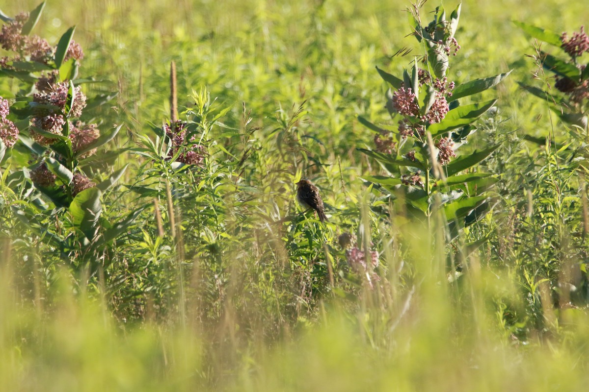 Red-winged Blackbird - ML490358571