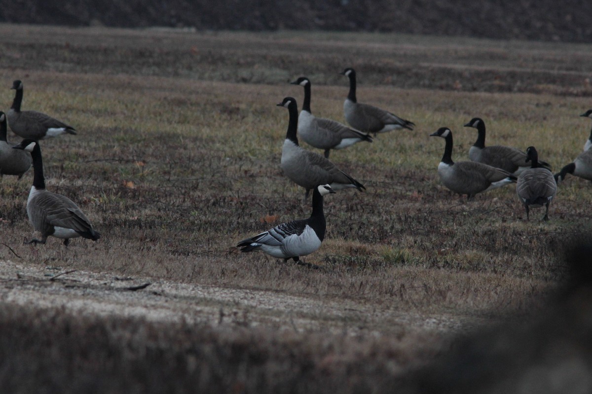 Barnacle Goose - ML490359111