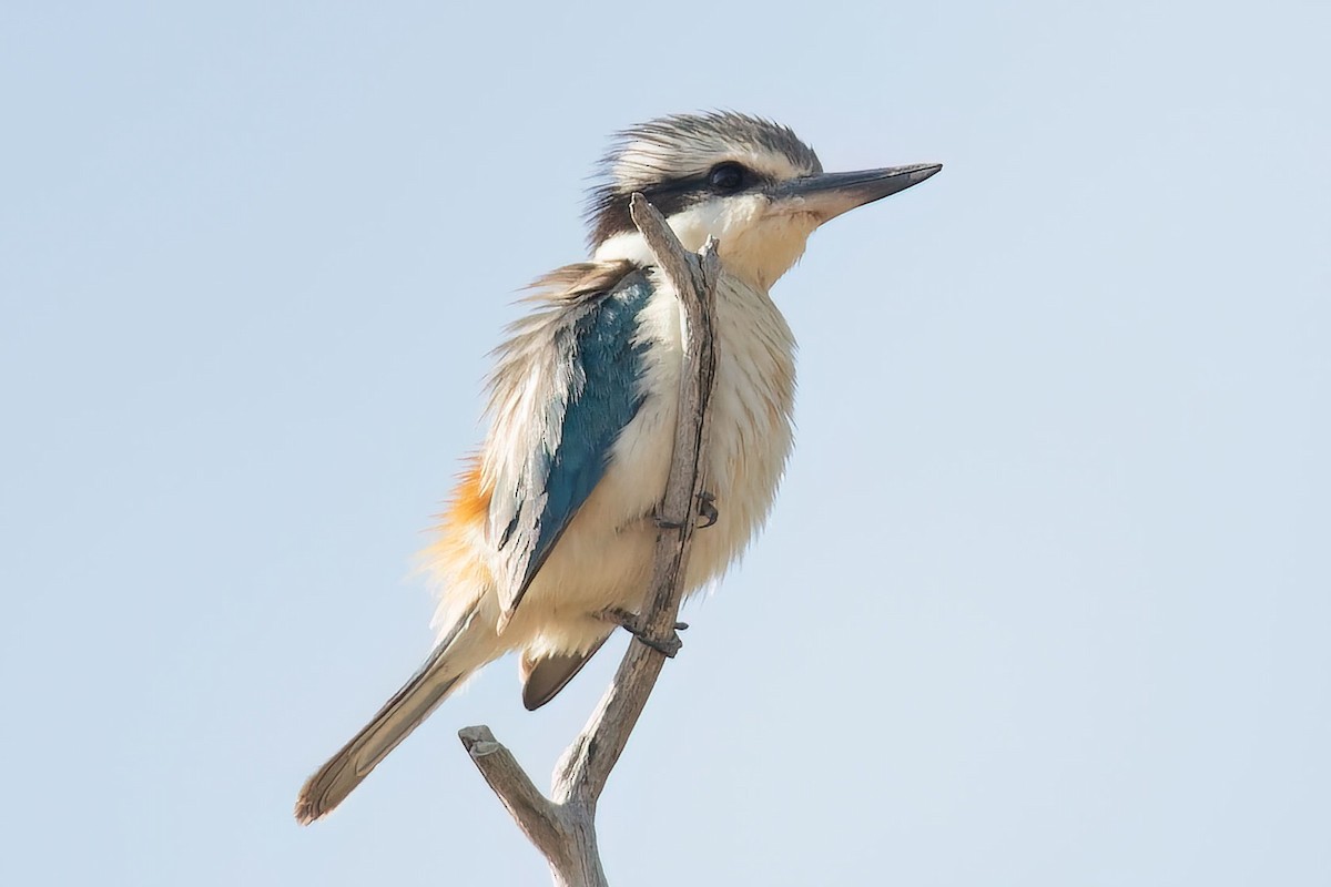 Red-backed Kingfisher - ML490359981