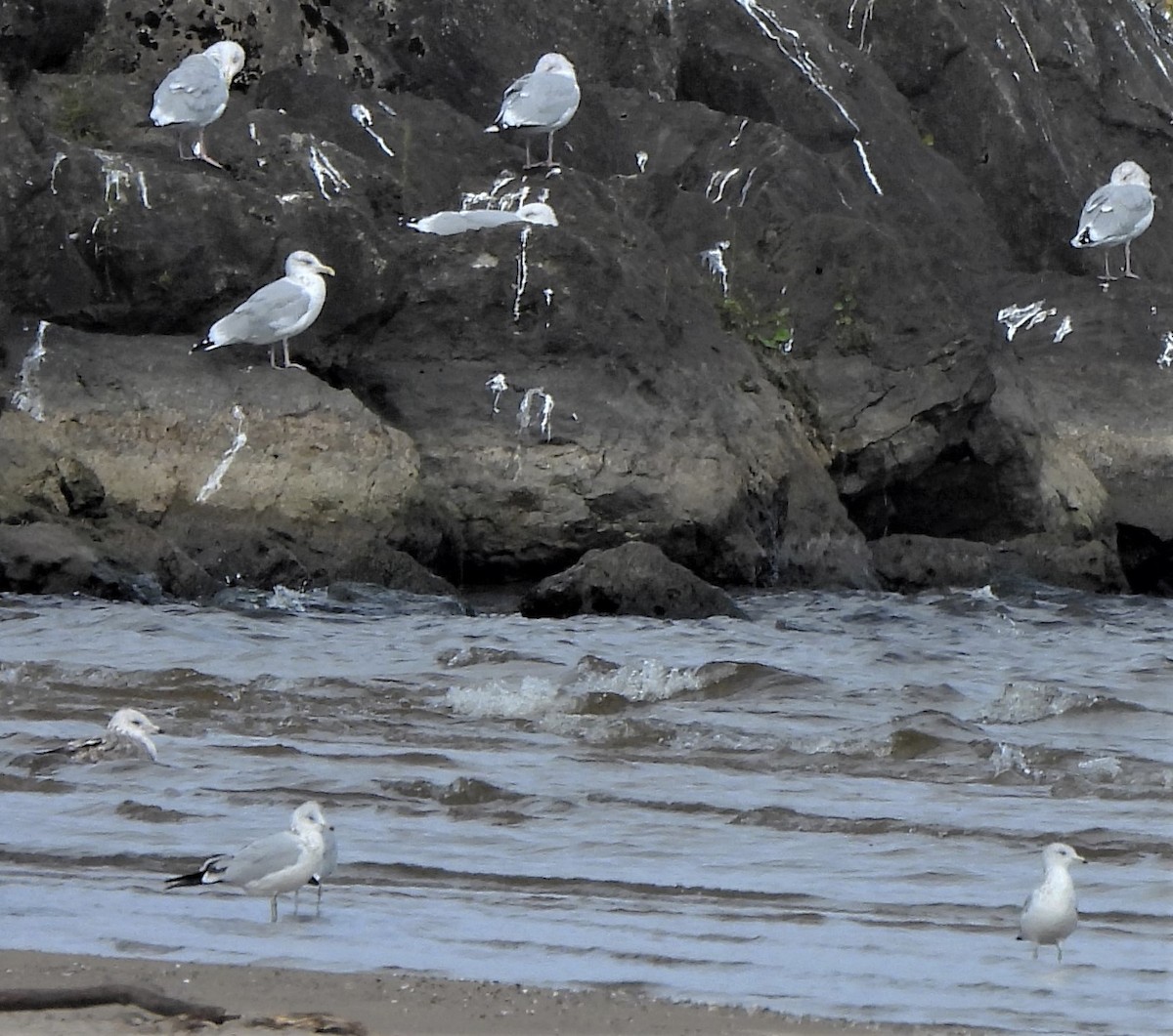 Ring-billed Gull - ML490360761