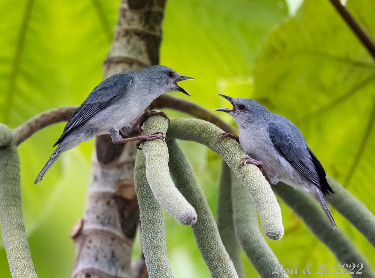 Pearly-breasted Conebill - ML490362141