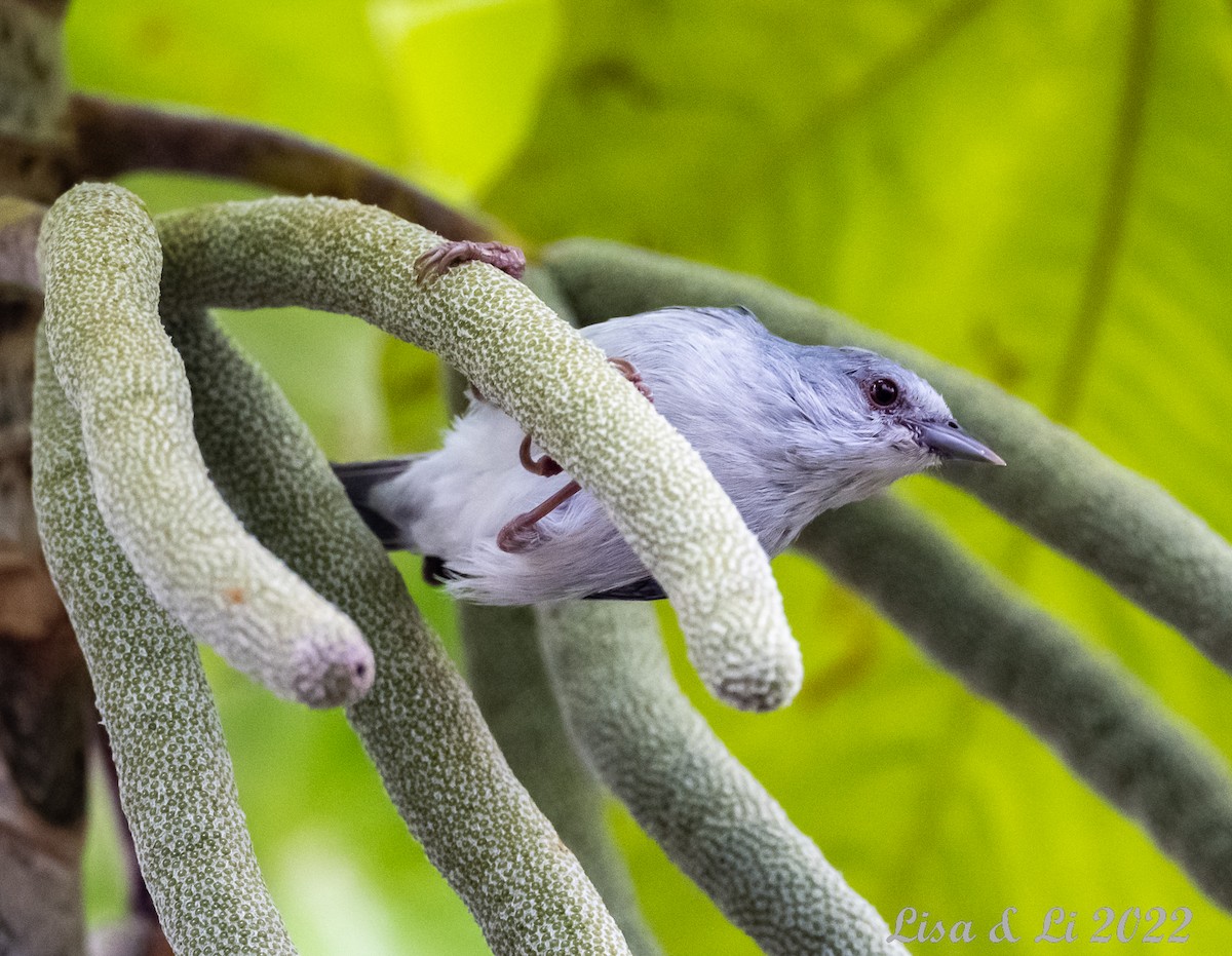 Pearly-breasted Conebill - ML490362241