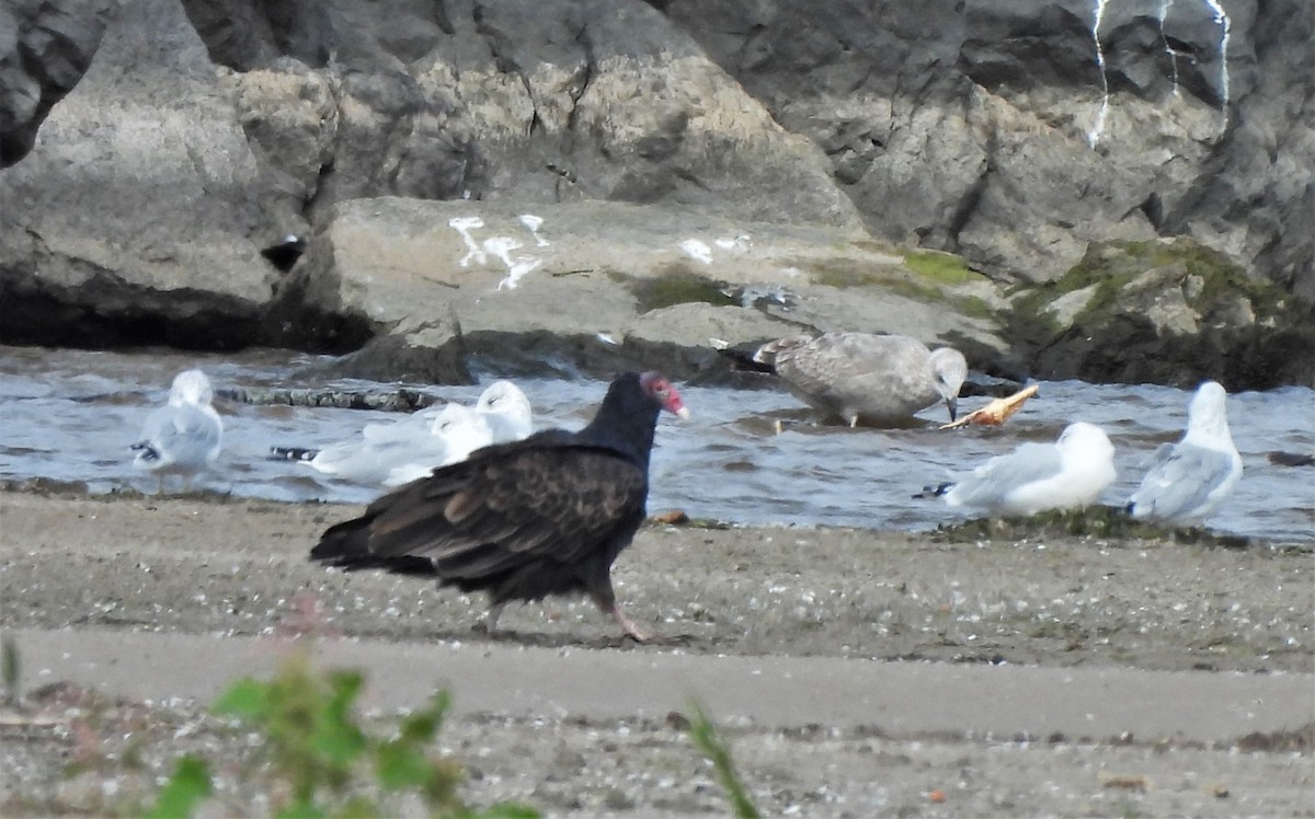 Turkey Vulture - ML490363361