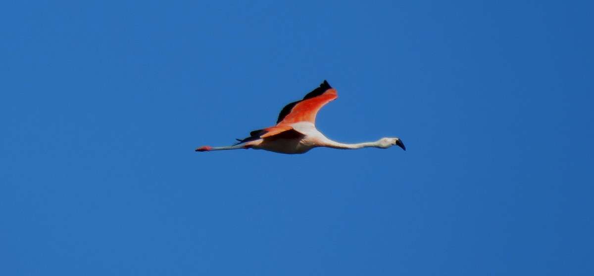 Chilean Flamingo - ML49036381