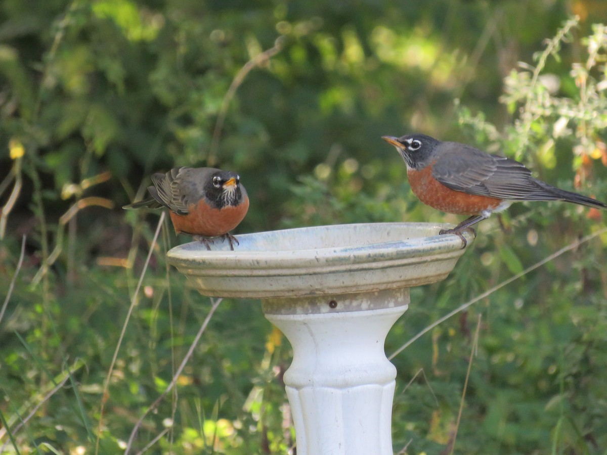 American Robin - ML490363921